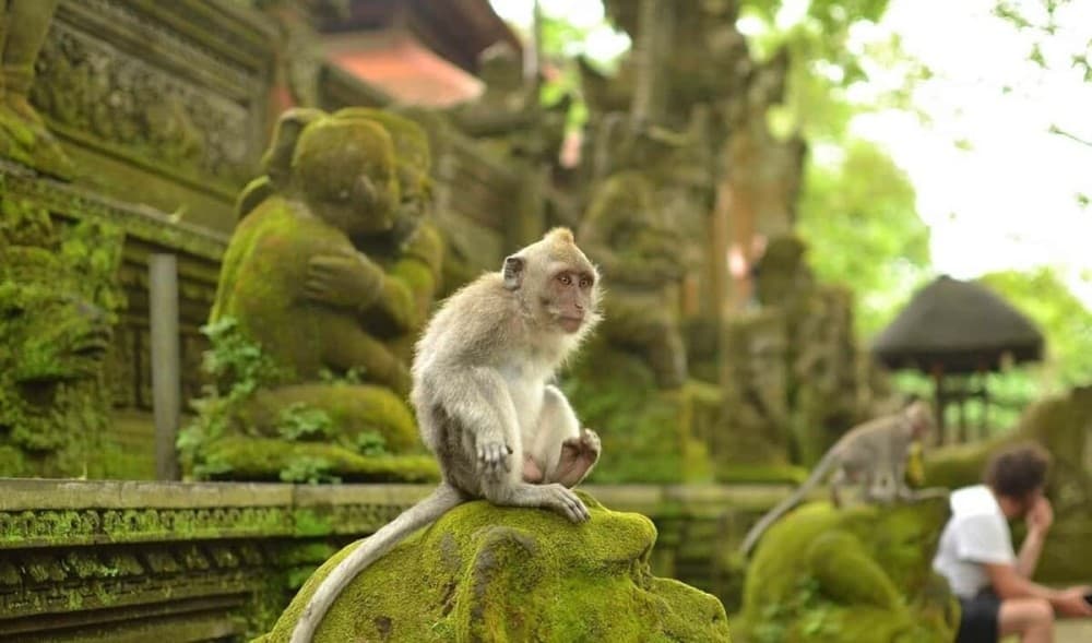 Best of Bali 3-Day Packaged Tour | ®ExcursionMania - Image 7
