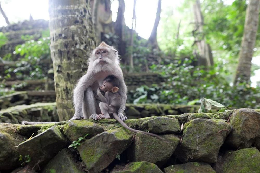 Gorilla Cave ATV Bali Ubud, Monkey Forest, Temple, and Lunch | ®ExcursionMania - Image 9