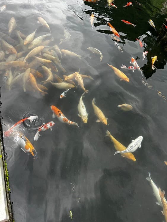 The Gates of Heavan - Ubud Jungle Swing & Waterfall Tour | ®ExcursionMania - Image 4