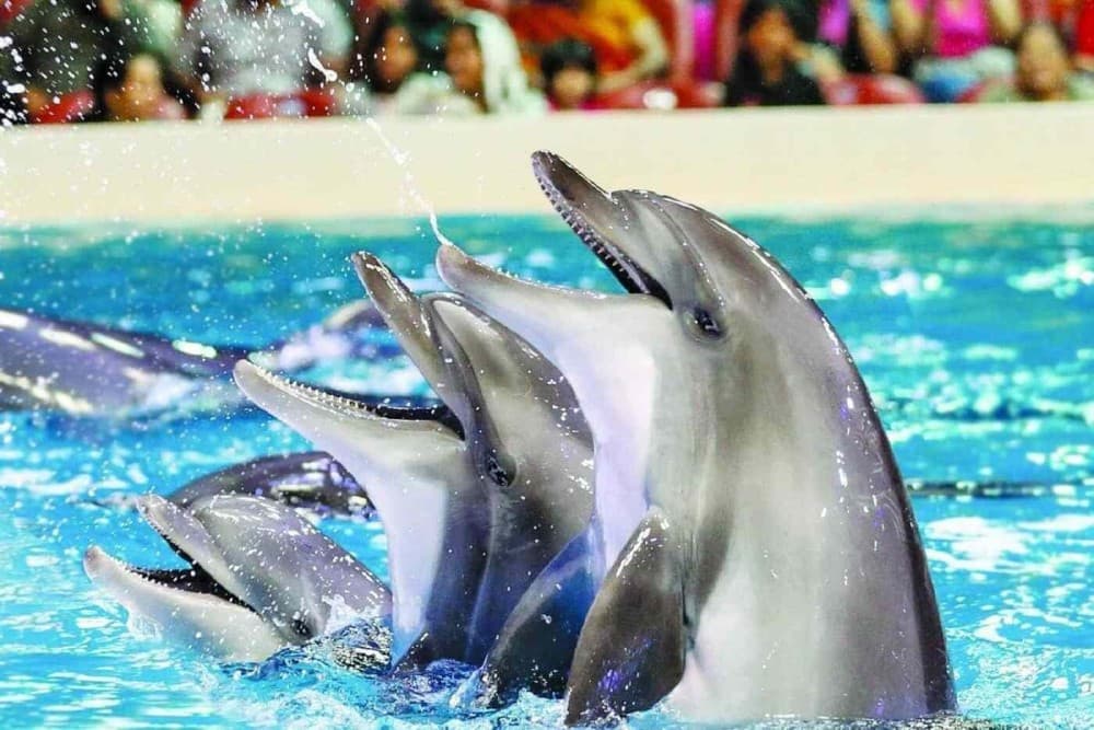 Alanya: Dolphin & Seal Show Ticket with Hotel Transfer | ®ExcursionMania - Image 2