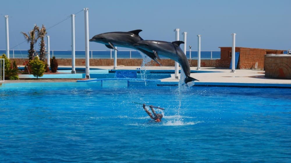 Alanya: Dolphin & Seal Show Ticket with Hotel Transfer | ®ExcursionMania - Image 4