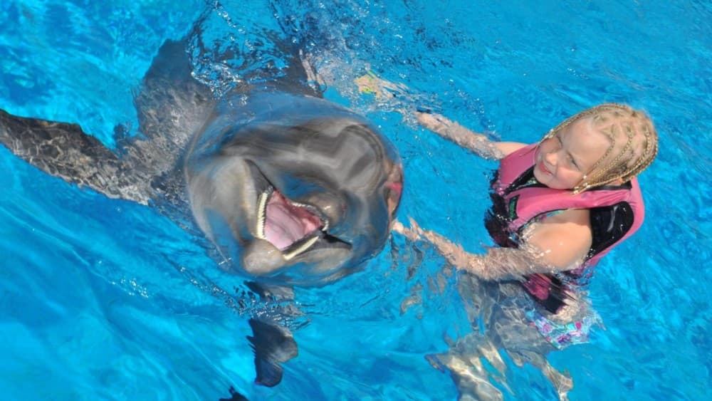 Alanya: Dolphin & Seal Show Ticket with Hotel Transfer | ®ExcursionMania - Image 7