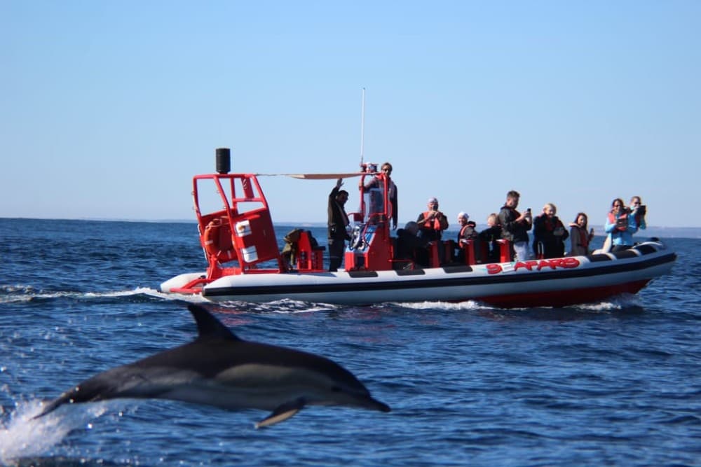 Lagos: Dolphin Watching with Professional Marine Biologists | ®ExcursionMania - Image 1