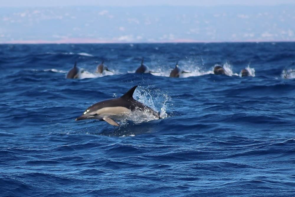 Lagos: Dolphin Watching with Professional Marine Biologists | ®ExcursionMania - Image 3