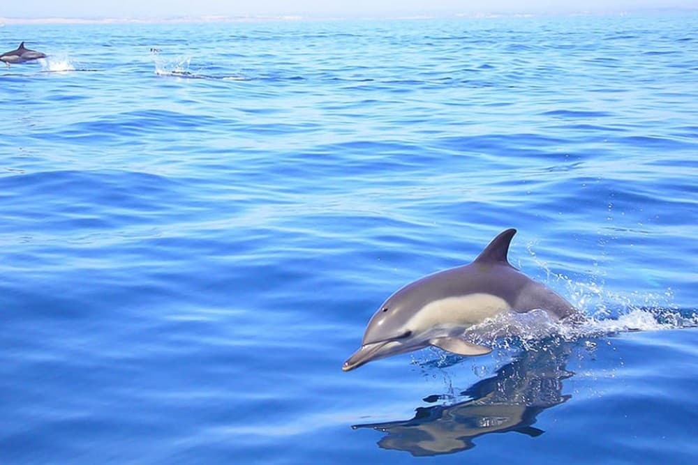 Lagos: Dolphin Watching with Professional Marine Biologists | ®ExcursionMania - Image 4