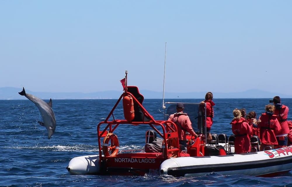 Lagos: Dolphin Watching with Professional Marine Biologists | ®ExcursionMania - Image 5