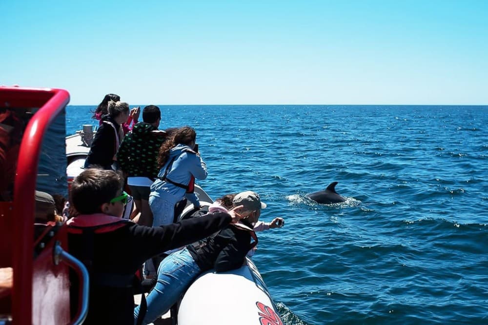 Lagos: Dolphin Watching with Professional Marine Biologists | ®ExcursionMania - Image 6
