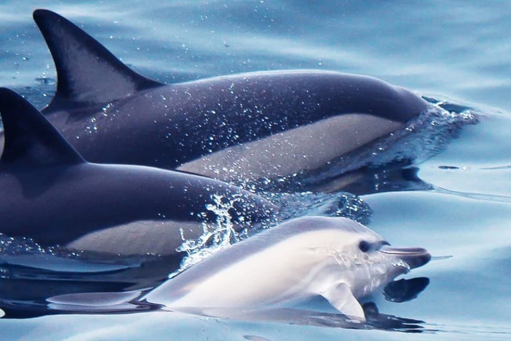 Lagos: Dolphin Watching with Professional Marine Biologists | ®ExcursionMania - Image 8