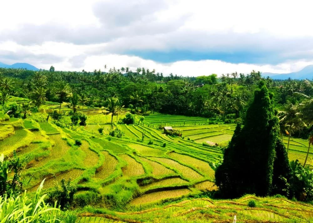 Tenganan Village Rice Field Trekking Tour | ®ExcursionMania - Image 7