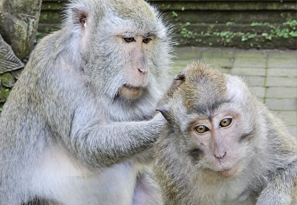 Private Bali Tour: The Most Scenic Places | ®ExcursionMania - Image 8