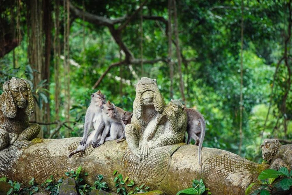Ubud: Waterfall, Rice Terraces, and Monkey Forest Private Tour | ®ExcursionMania - Image 11