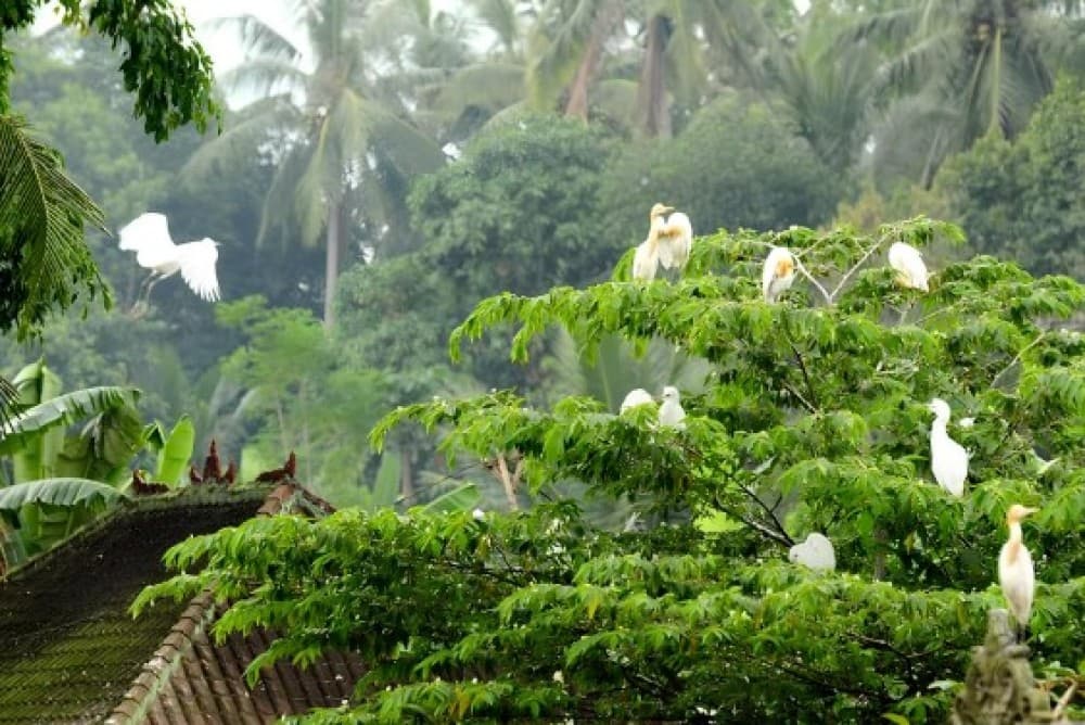 Half Day Ubud Tour: Ubud Unique Spots | ®ExcursionMania - Image 2