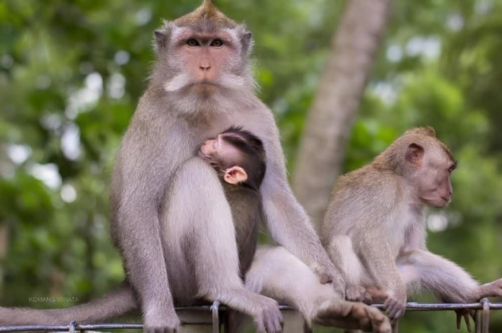 Half Day Ubud Tour: Ubud Unique Spots | ®ExcursionMania - Image 6