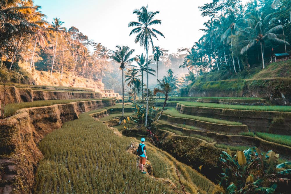 Discover Ubud: 2 Days Ubud Private Tour | ®ExcursionMania - Image 5