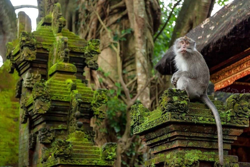 Discover Ubud: 2 Days Ubud Private Tour | ®ExcursionMania - Image 8
