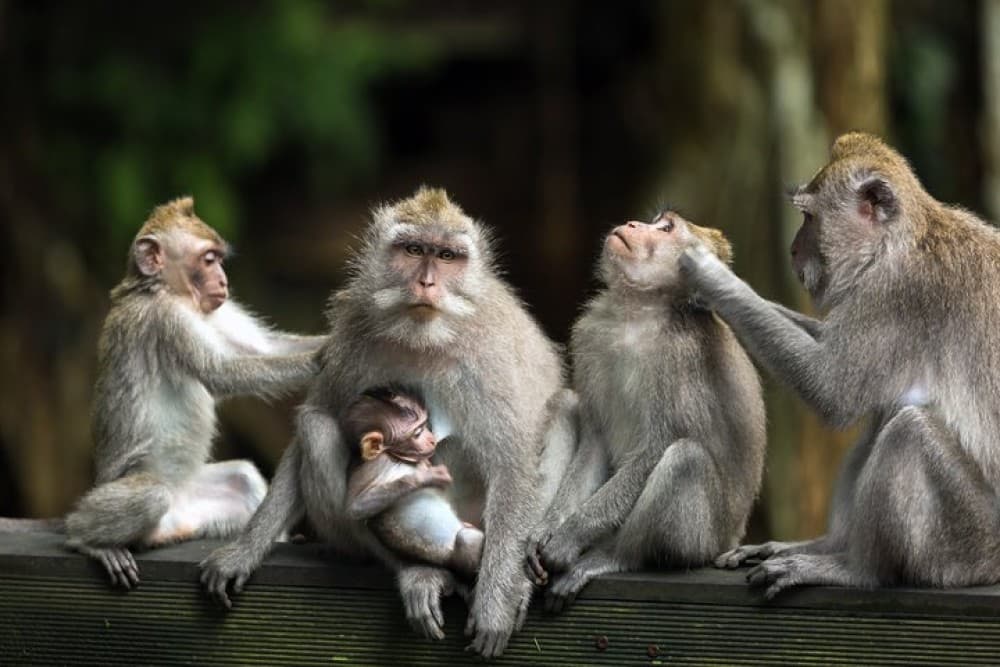 Jungle Buggy Adventure and Ubud Tour | ®ExcursionMania - Image 7