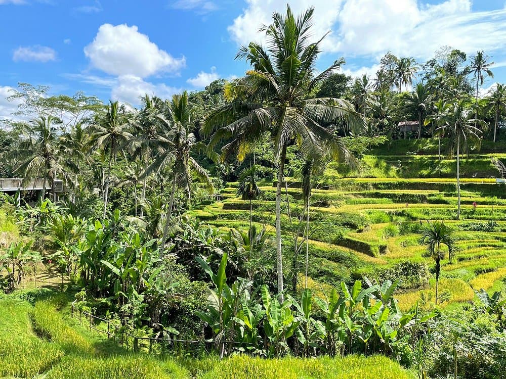 Private Tour: Bali Volcano with Jungle Swing Experience | ®ExcursionMania - Image 9