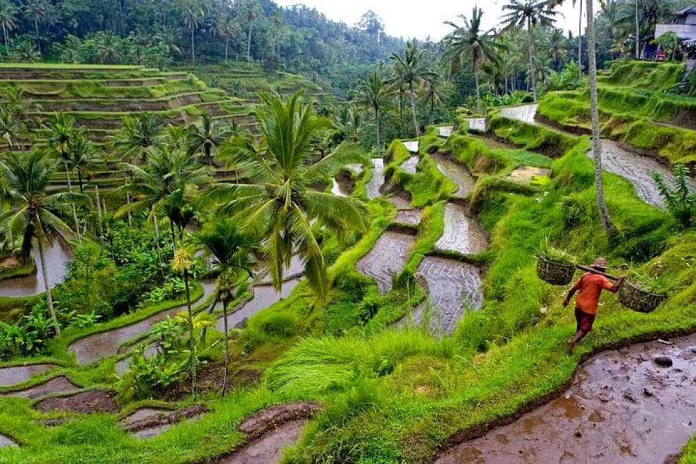 Private Tour: Ubud Highlights | ®ExcursionMania - Image 5