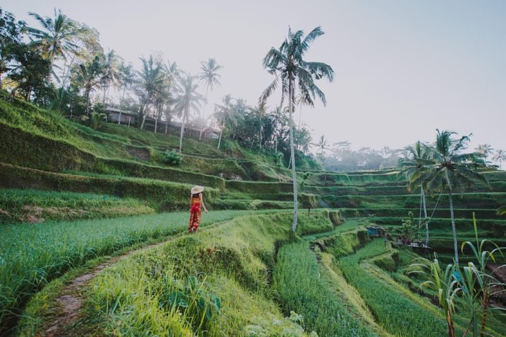 Private Tour: Ubud Highlights | ®ExcursionMania - Image 8