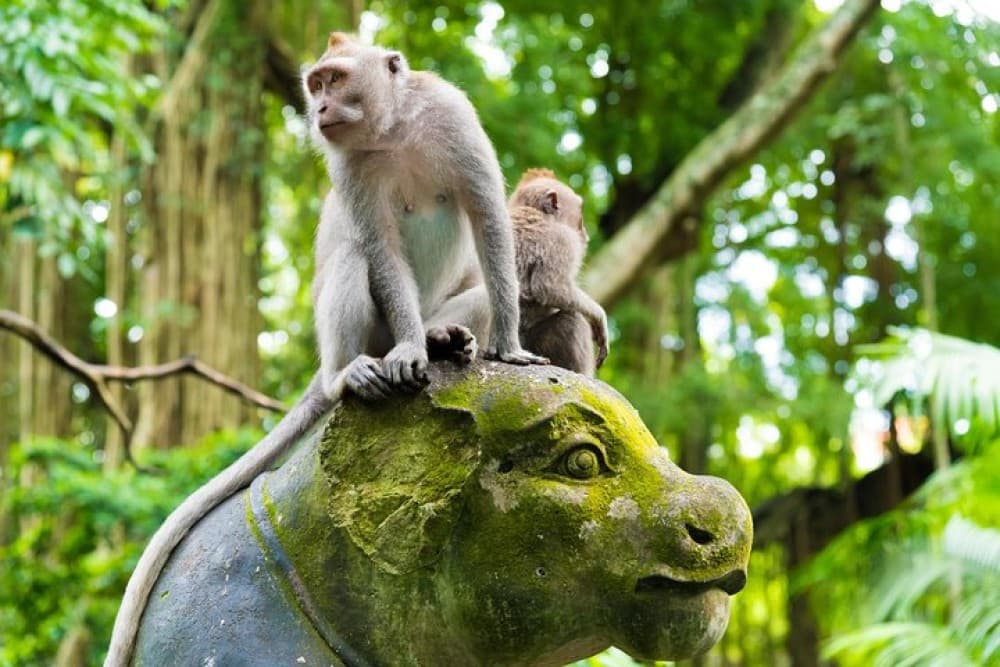 Private Tour: Ubud Highlights | ®ExcursionMania - Image 9