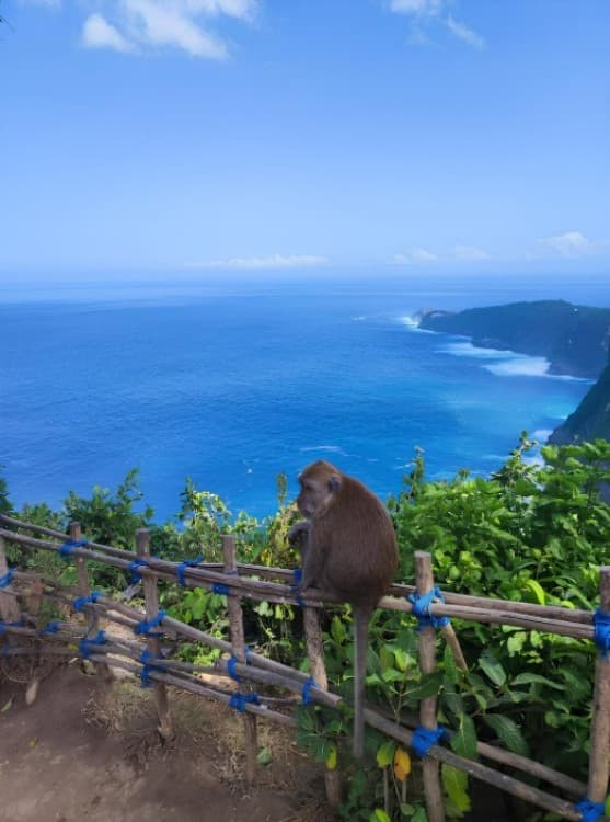 All Inclusive Nusa Penida Private Tour | ®ExcursionMania - Image 4