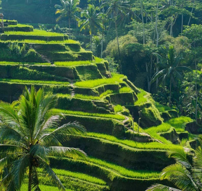 Discover Hidden Waterfall, Unesco Rice Terraces and Mountain Temple | ®ExcursionMania - Image 6