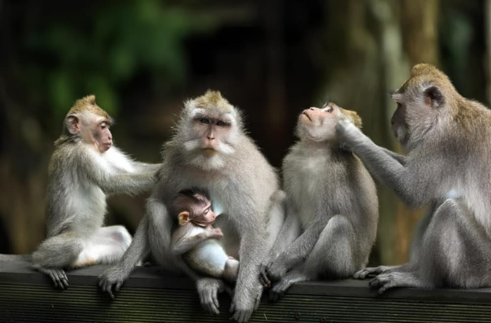 Private Shore Excursion: Customized Best of Bali Tour | ®ExcursionMania - Image 7