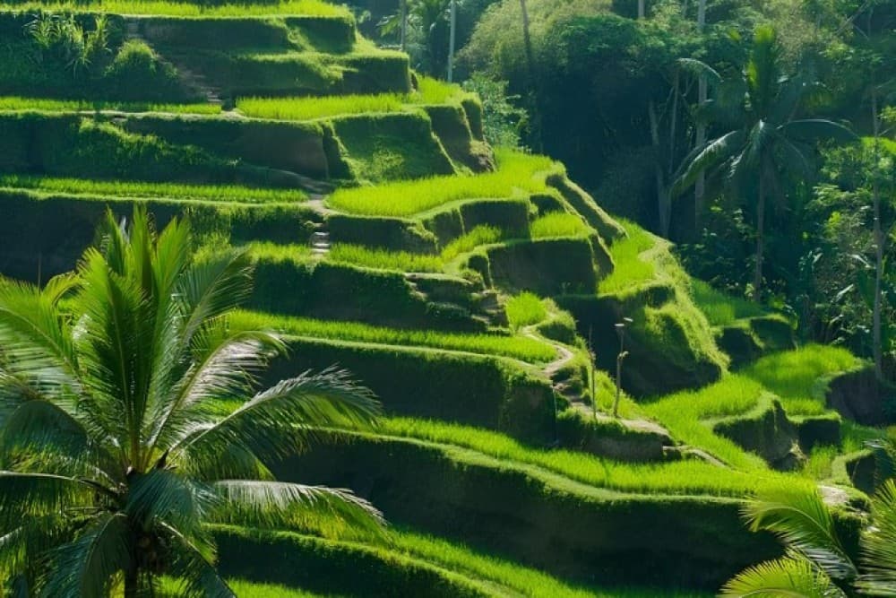 Private Shore Excursion: Customized Best of Bali Tour | ®ExcursionMania - Image 8