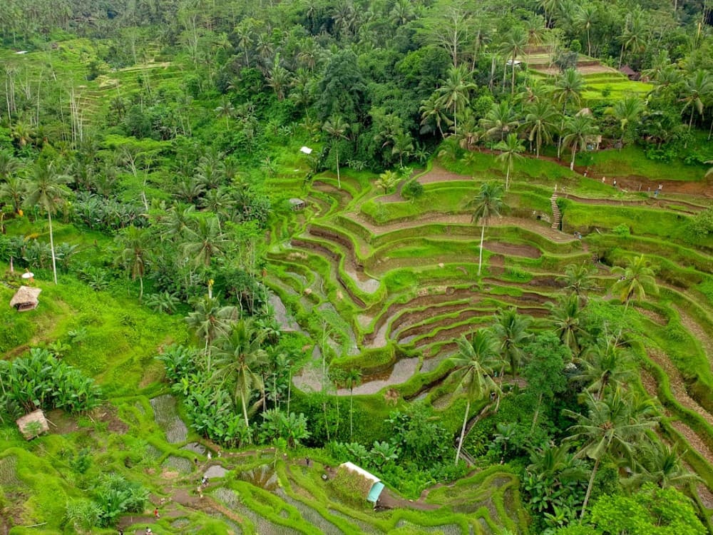Private Tour: Ubud and Tanah Lot Day Tour | ®ExcursionMania - Image 8