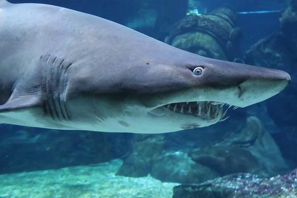 SEA LIFE Ocean World at Bangkok Admission Ticket | ®ExcursionMania - Image 2