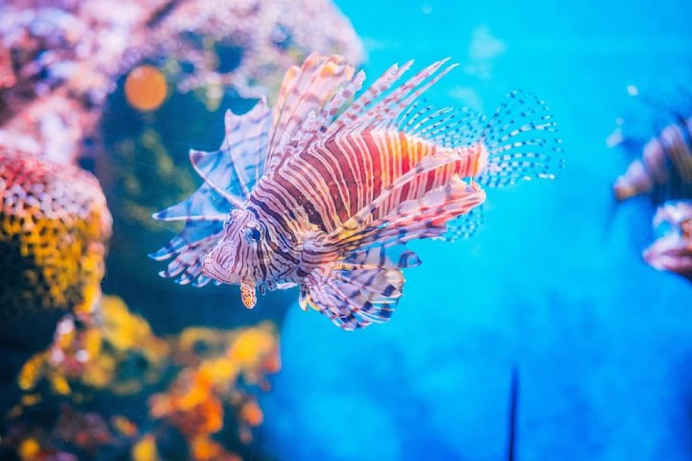 SEA LIFE Ocean World at Bangkok Admission Ticket | ®ExcursionMania - Image 3