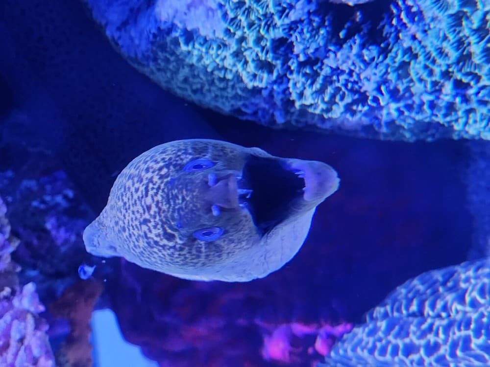 SEA LIFE Ocean World at Bangkok Admission Ticket | ®ExcursionMania - Image 6