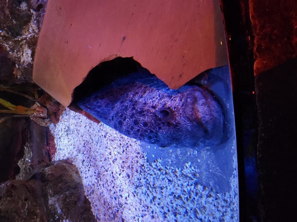 SEA LIFE Ocean World at Bangkok Admission Ticket | ®ExcursionMania - Image 7