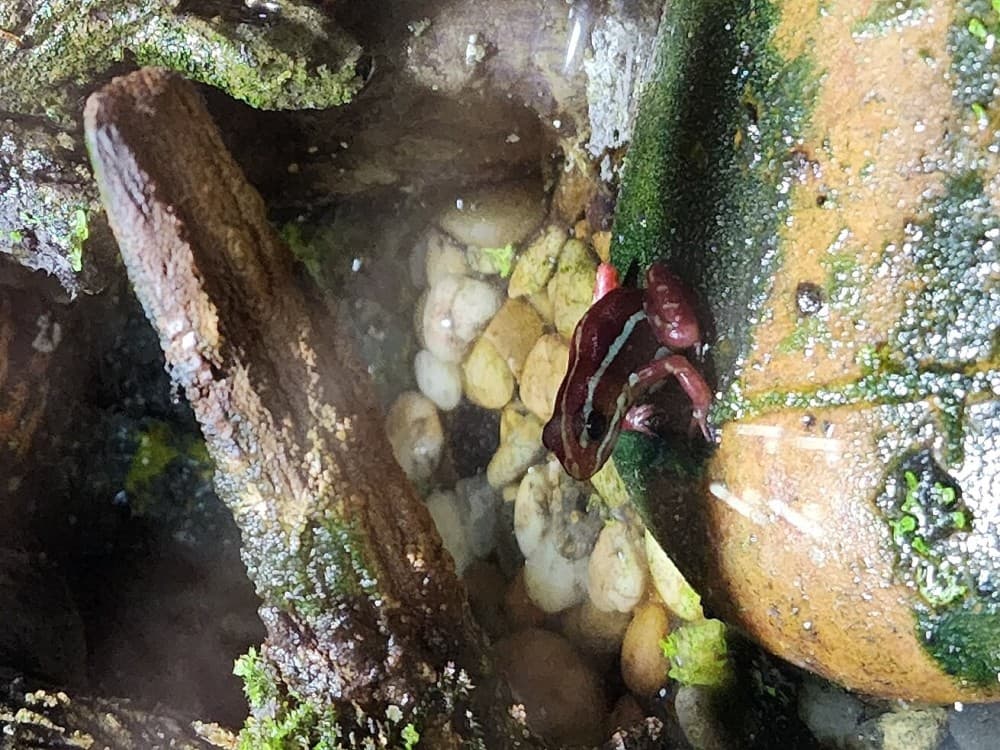 SEA LIFE Ocean World at Bangkok Admission Ticket | ®ExcursionMania - Image 8