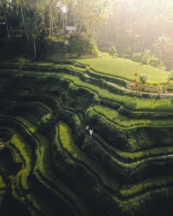 Bali Waterfalls, Water Temple & Rice Terraces Private Tour | ®ExcursionMania - Image 9