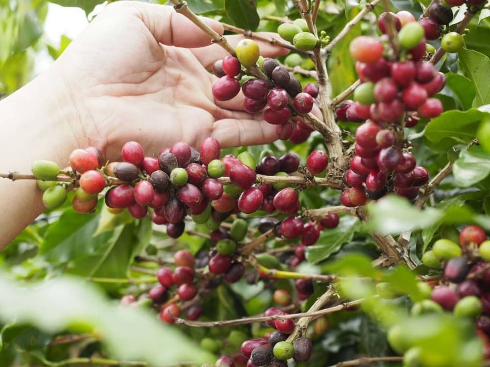 Bali Horse Riding Experience In Saba Beach & Waterfall | ®ExcursionMania - Image 6