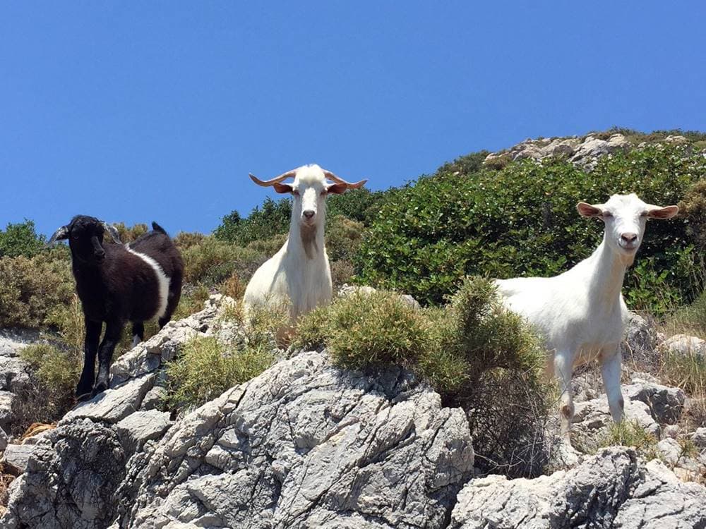 Turunc Cleopatra Island Boat Tour: Discover Ancient Beauty | ®ExcursionMania - Image 3