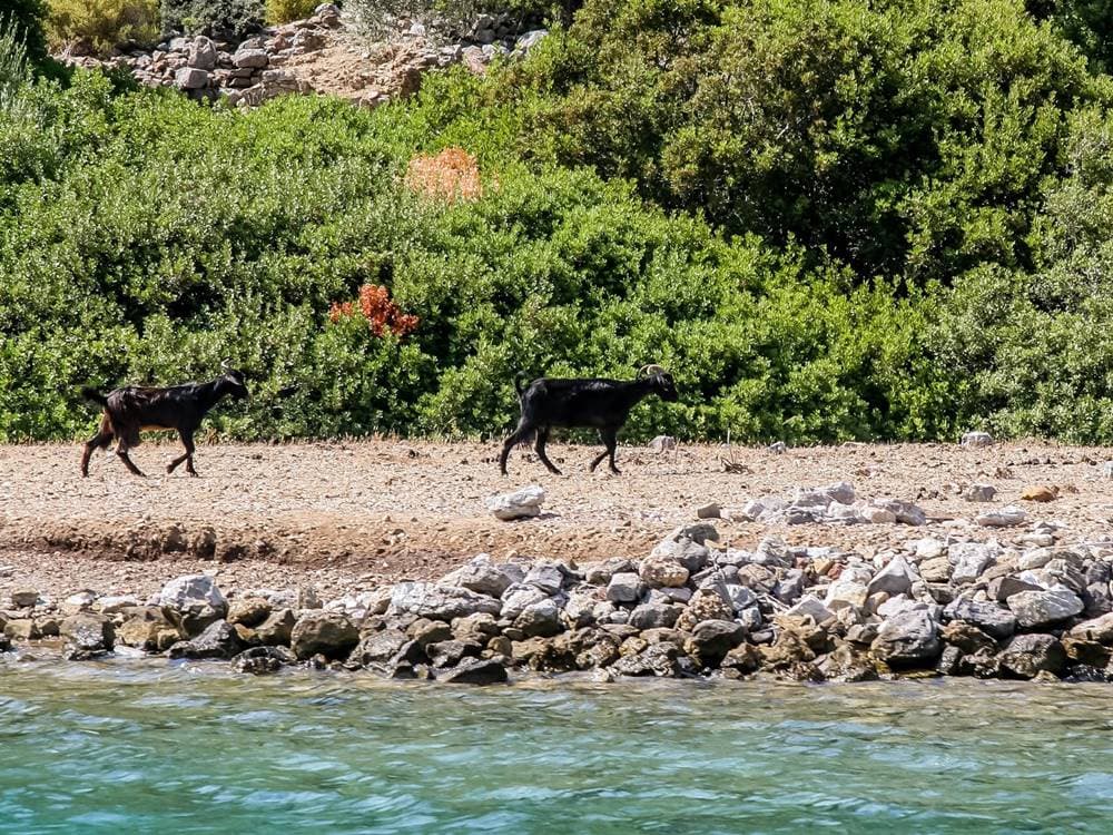 Turunc Cleopatra Island Boat Tour: Discover Ancient Beauty | ®ExcursionMania - Image 9