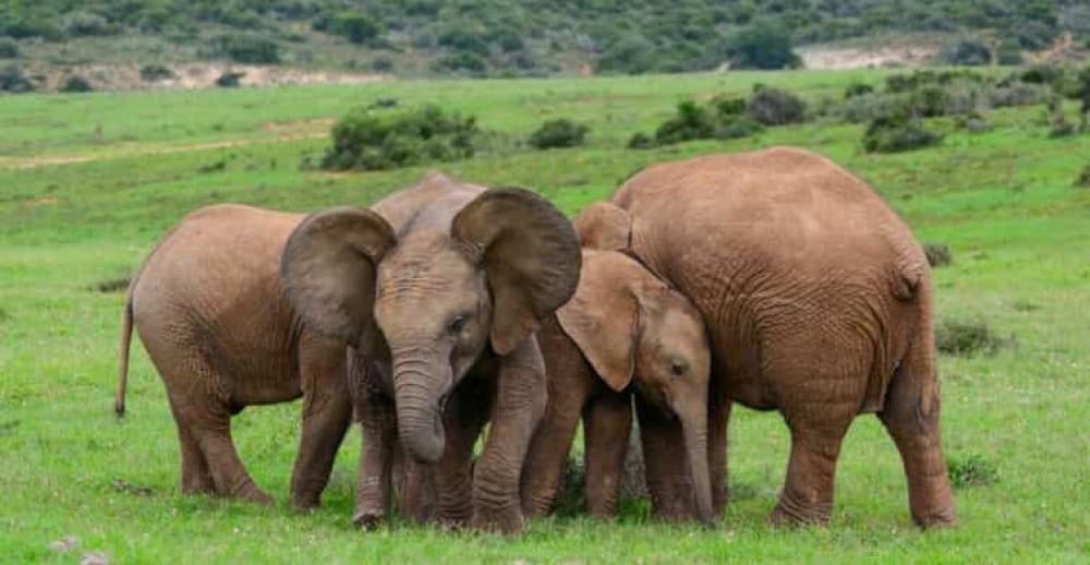 Cairo Safari Adventure: Africa Safari Park Guided Day Trip | ®ExcursionMania - Image 2