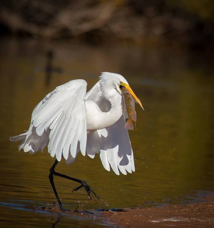 Cairo to Wadi El Ryan: El Fayoum Oasis Bird Watching | ®ExcursionMania - Image 1