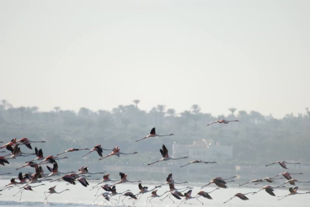Cairo to Wadi El Ryan: El Fayoum Oasis Bird Watching | ®ExcursionMania - Image 4