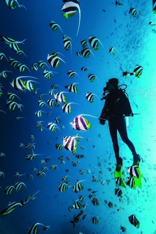 Sharm El-Sheikh: Guided Shore Scuba Diving Experience with 2 Dives | ®ExcursionMania - Image 2