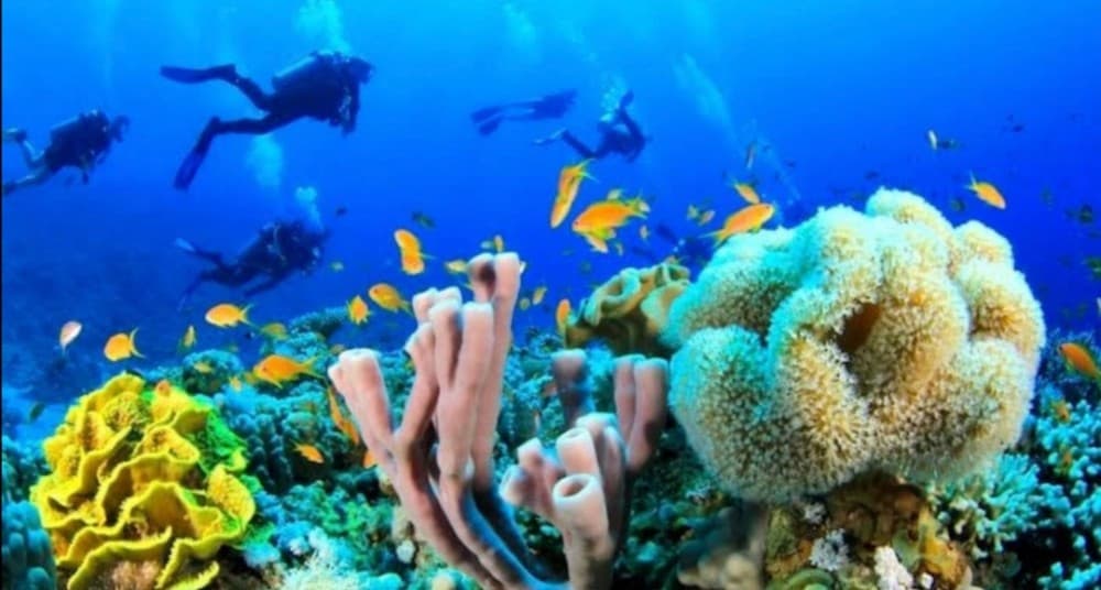 Sharm El-Sheikh: Guided Shore Scuba Diving Experience with 2 Dives | ®ExcursionMania - Image 5