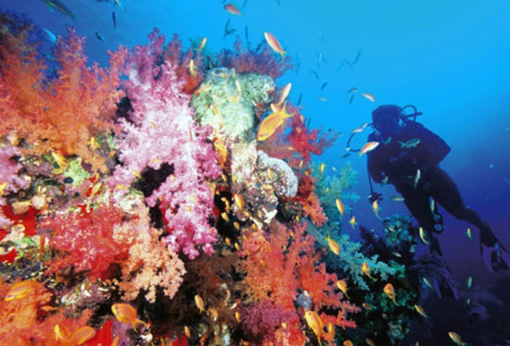 Sharm El-Sheikh: Guided Shore Scuba Diving Experience with 2 Dives | ®ExcursionMania - Image 6
