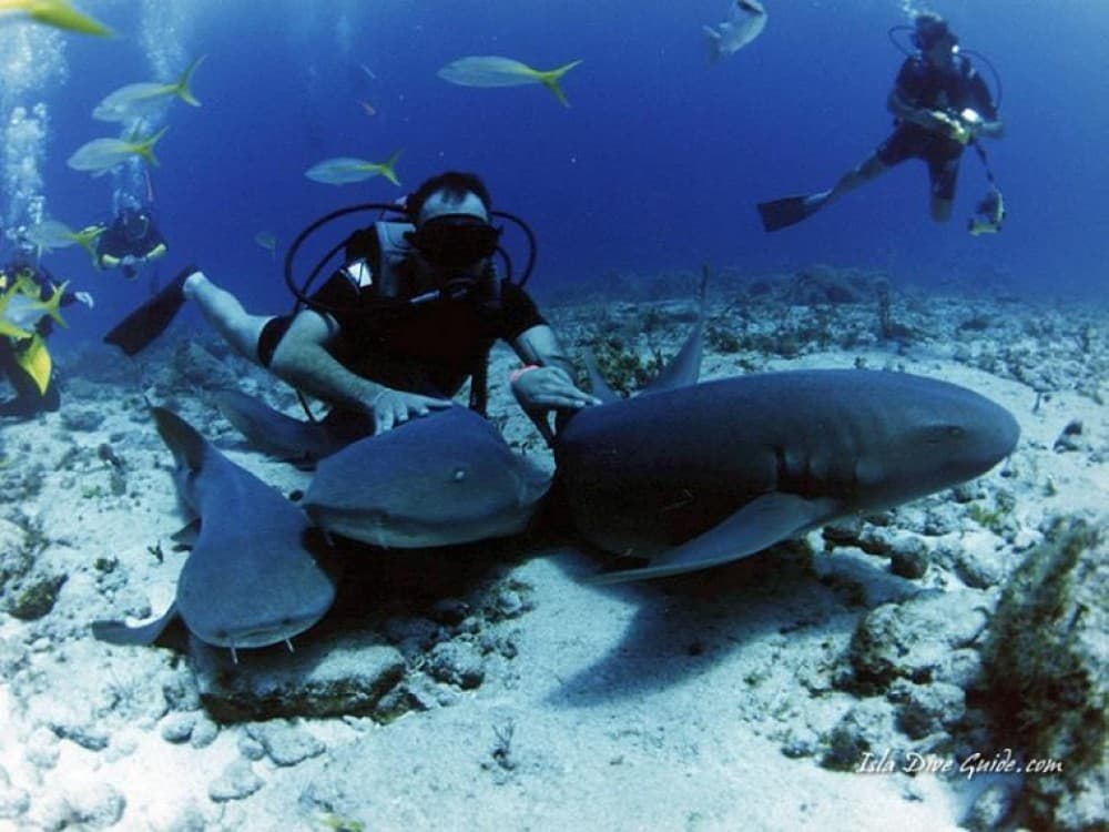 Sharm El-Sheikh: Guided Shore Scuba Diving Experience with 2 Dives | ®ExcursionMania - Image 10