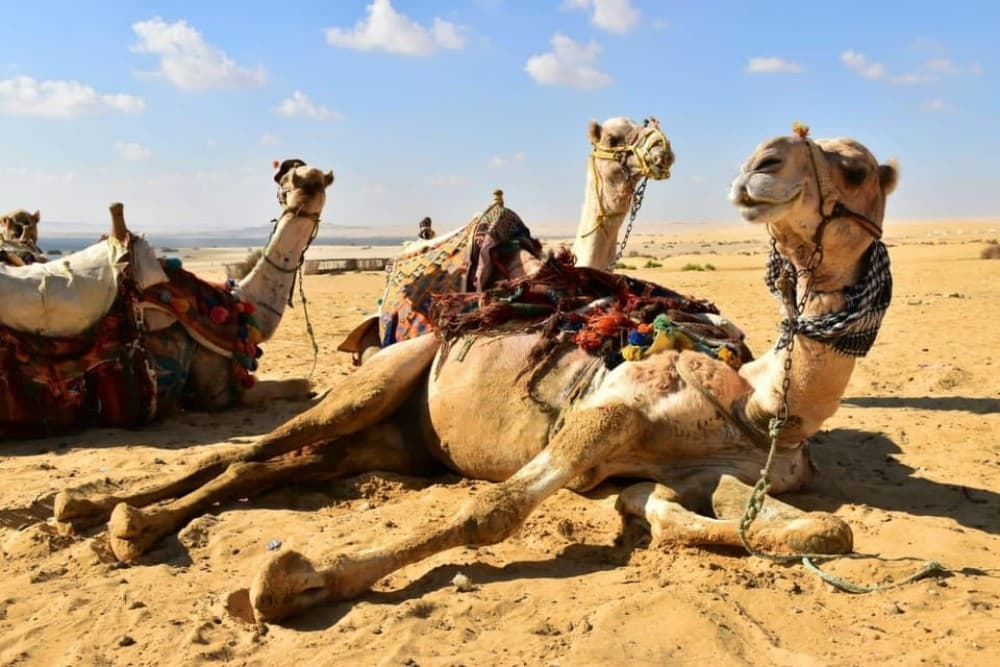 Cairo: 2-Day White Desert & Bahariya Oasis Safari Adventure | ®ExcursionMania - Image 11