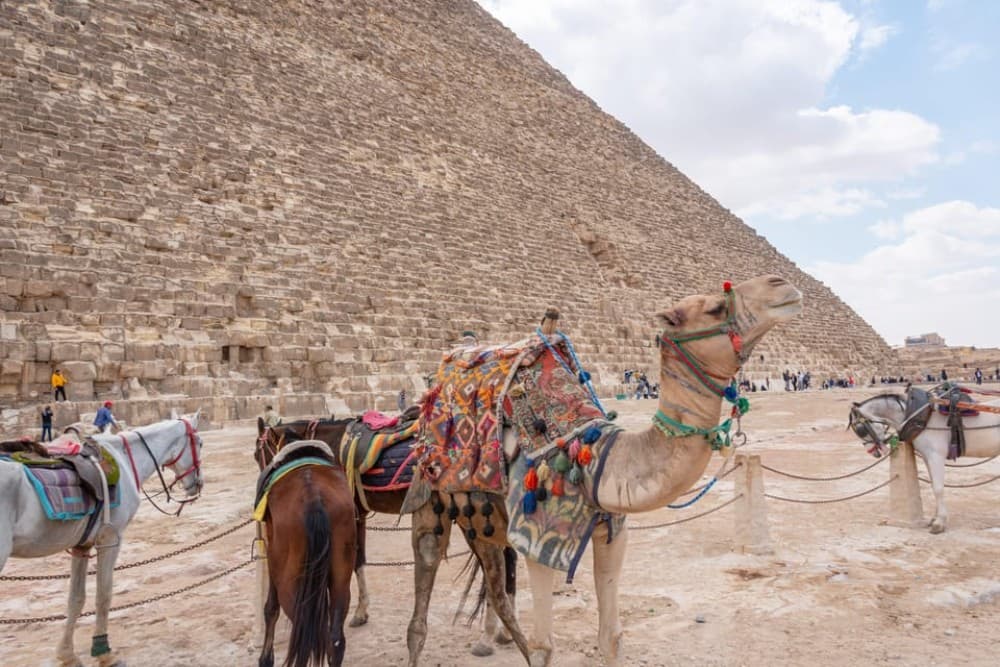 Cairo in a Day: Pyramids, Museum, Bazaar & Nile Dinner Cruise | ®ExcursionMania - Image 2