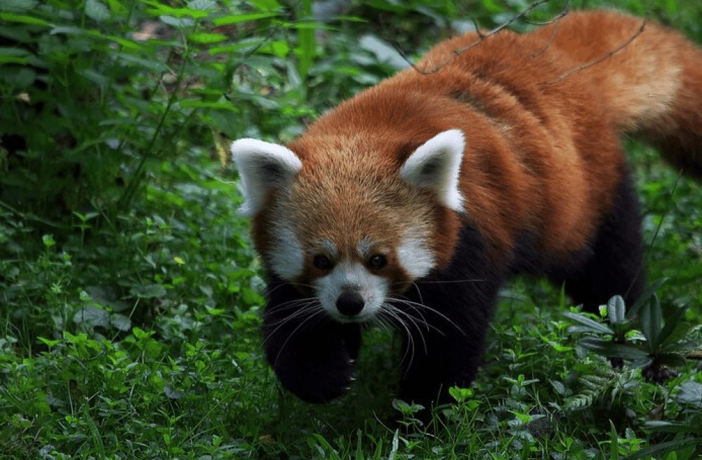 Vltava River Boat Trip and Zoo Entrance Ticket in Prague | ®ExcursionMania - Image 2