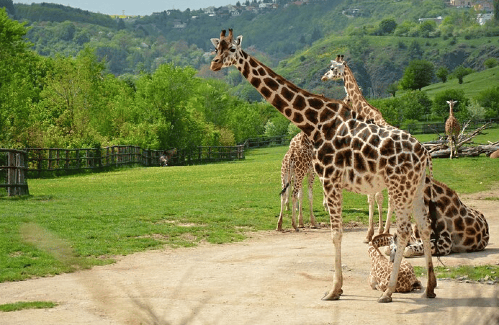 Vltava River Boat Trip and Zoo Entrance Ticket in Prague | ®ExcursionMania - Image 3