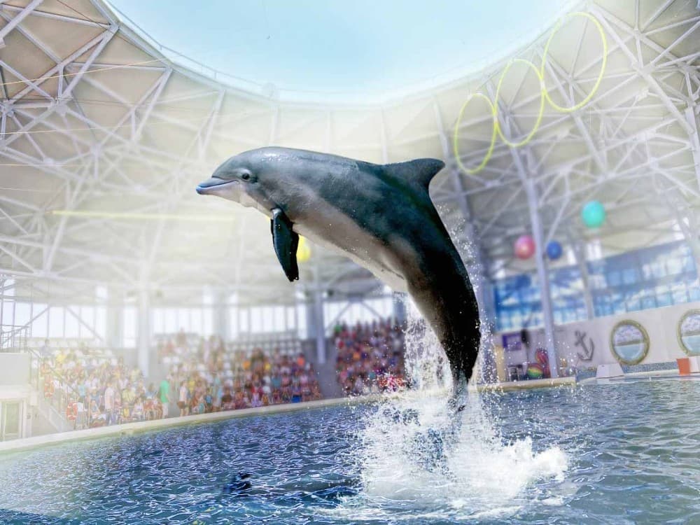 Antalya: Dolphin Show with Hotel Transfer | ®ExcursionMania - Image 1